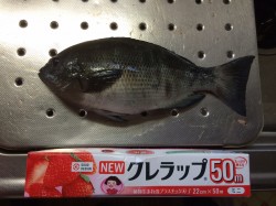 北港　カゴ釣りでグレの釣果出てます☆