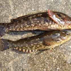 天気は最高!チヌ狙いも釣果は