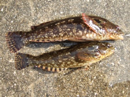 天気は最高！チヌ狙いも釣果は