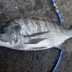 しぶい中、チヌ37㎝！