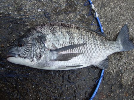 しぶい中、チヌ37㎝！