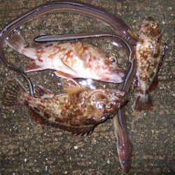 メバル狙いも不発でもガッシーは遊んでくれます