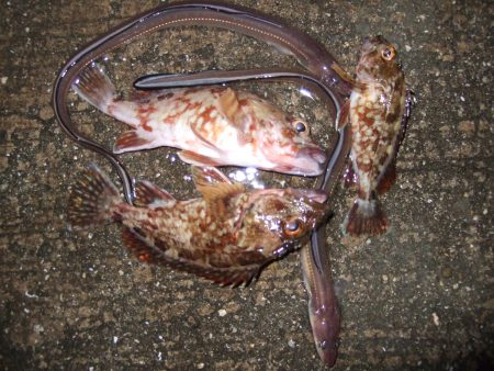 メバル狙いも不発でもガッシーは遊んでくれま…