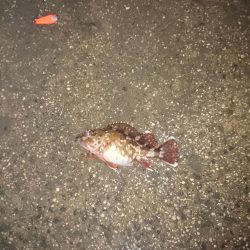 ヤリイカ狙いが・・・