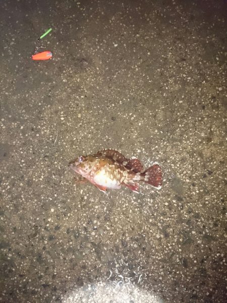 ヤリイカ狙いが・・・