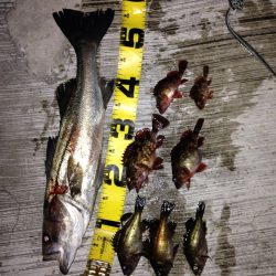 久しぶりの釣りで嬉しい外道