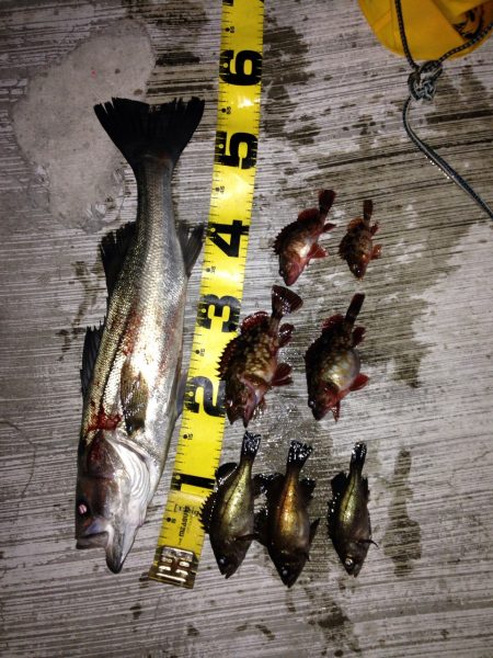 久しぶりの釣りで嬉しい外道