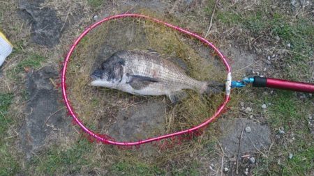 エソブッコミ2でチヌ