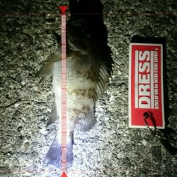 箱作でメバリング　まだまだ渋い