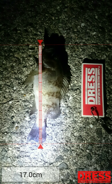 箱作でメバリング　まだまだ渋い