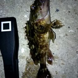 舞子漁港にてタケノコメバル・ソイ