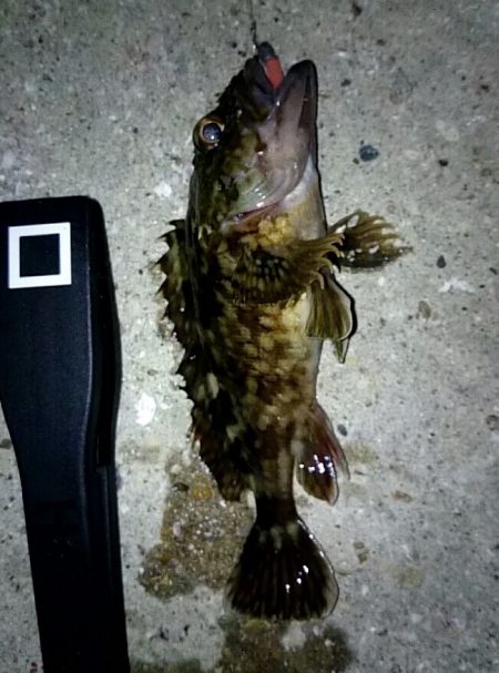 舞子漁港にてタケノコメバル・ソイ