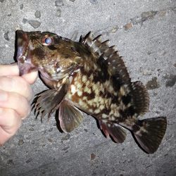 チニング調査。