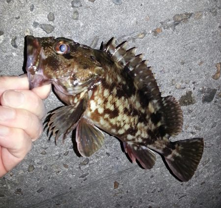 チニング調査。