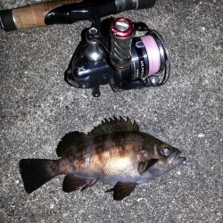 舞洲　チニングからのメバリング！