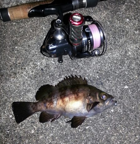 舞洲　チニングからのメバリング！