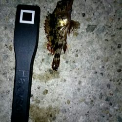 超マイクロサイズ1匹。ほぼボウス