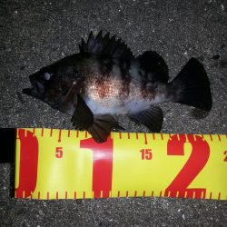 リベンジ、メバリング！