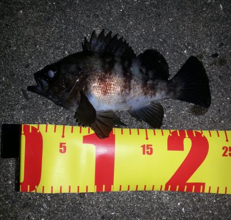 リベンジ、メバリング！