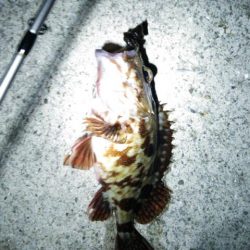 塩屋海岸　メバル探しに