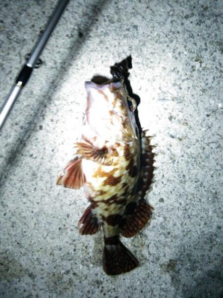 塩屋海岸　メバル探しに