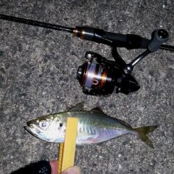 アジを求めランガン