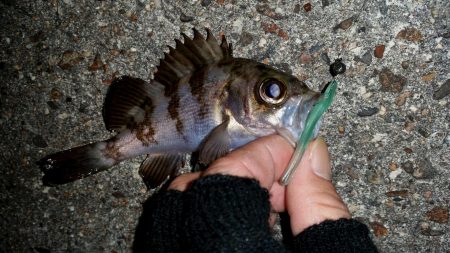 雨はイヤだー　箱作でのメバリング