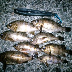 【28日】浅茂川メバリング釣行