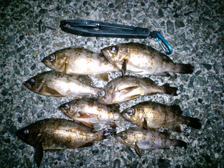 【28日】浅茂川メバリング釣行