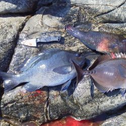 やつと41cmのグレ・・・