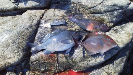 やつと41cmのグレ・・・