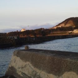 イカ釣れず・・ガシラとベラ・・・