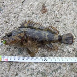 南芦屋浜 ワームで穴釣り