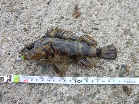南芦屋浜　ワームで穴釣り
