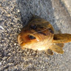 タケノコメバルを、６才の孫が初バス持ち