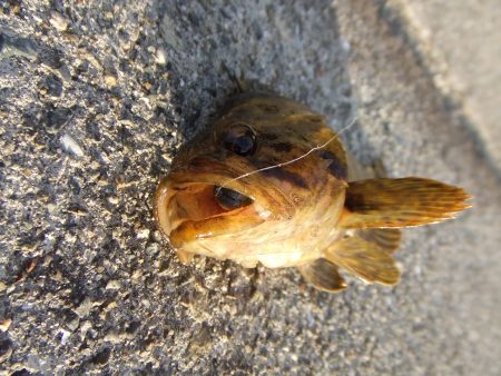 タケノコメバルを、６才の孫が初バス持ち