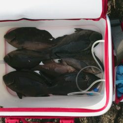 ポツポツ釣れました