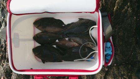 ポツポツ釣れました