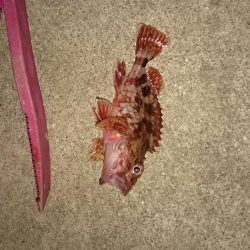 メバリングだけどガシラだけ