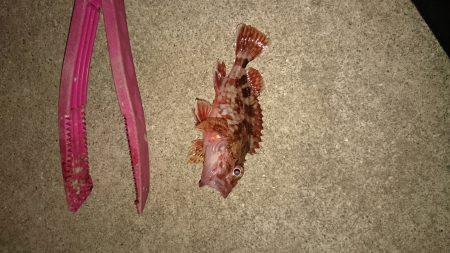 メバリングだけどガシラだけ