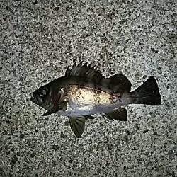 メバルは、何処に！