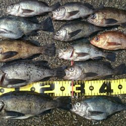 垂水一文字探り釣り釣果報告