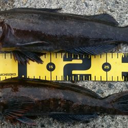 2月7日(土)垂水一文字釣果