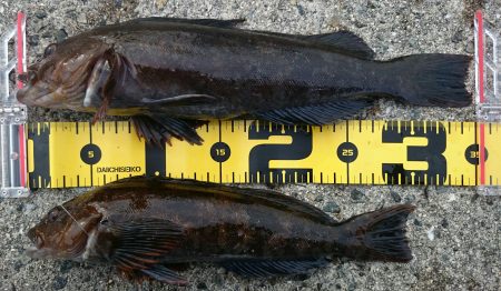 2月7日(土)垂水一文字釣果