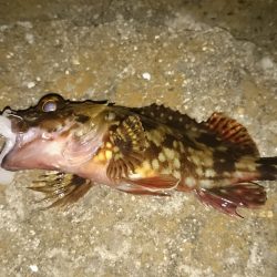 青岸でガシリング