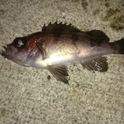 東二見人工島、チビメバルばかり(^_^;)