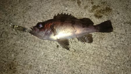 東二見人工島、チビメバルばかり(^_^;)…