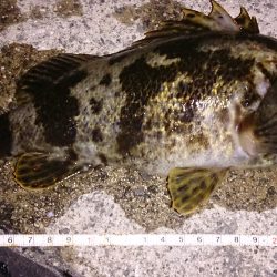 メバリングでしたが、、、