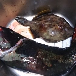 沖磯 フカセ釣果です。