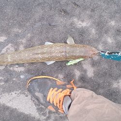 久しぶりの釣行